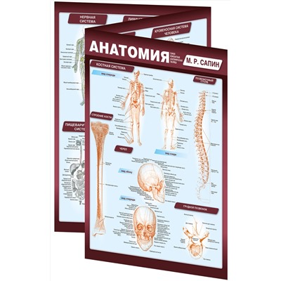Анатомия. Самая компактная анатомическая таблица Наглядные пособия. Учебник Сапин 2023