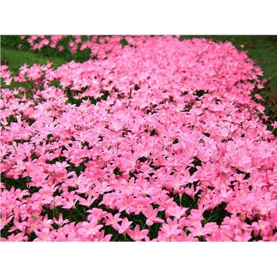 Зефирантес розовый (Zephyranthes rosea) 10шт