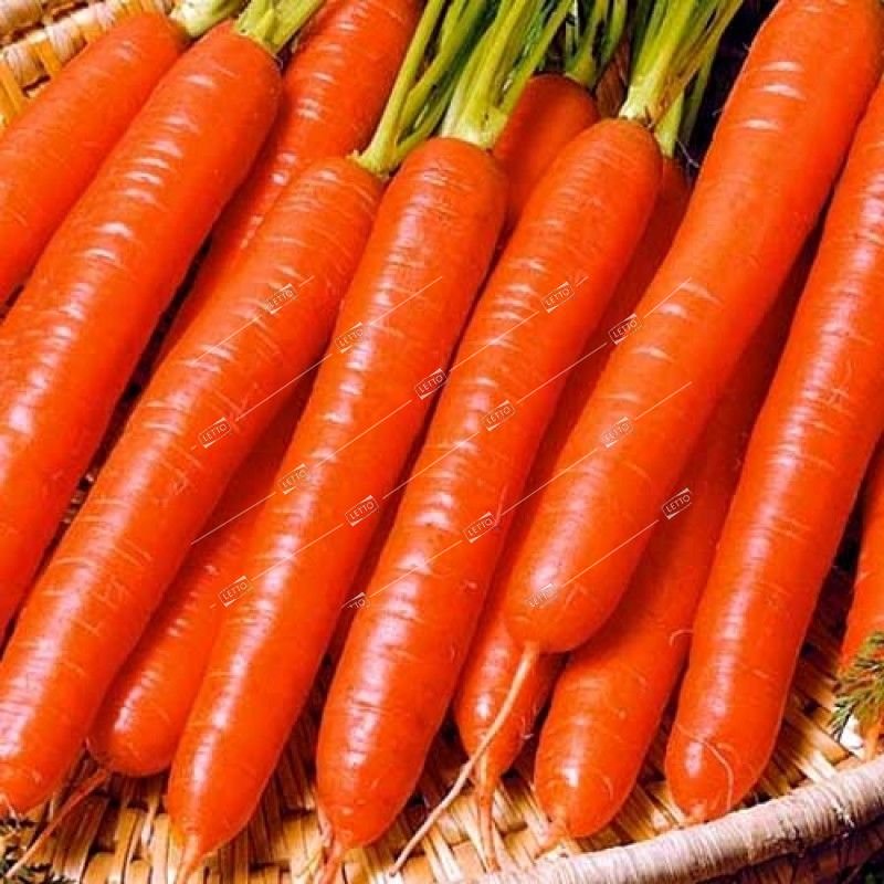 семена моркови витаминная