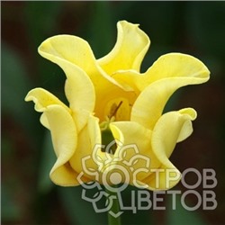 Тюльпан Yellow Crown