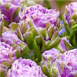 Тюльпан Violet Pranaa