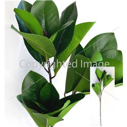 Ветка фикус зеленый лист 90 см 2852