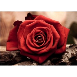 Алмазная мозаика 20х30см Красная роза (холст)