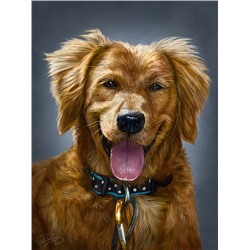 Картина по номерам 40х50 - Рыжий пёс