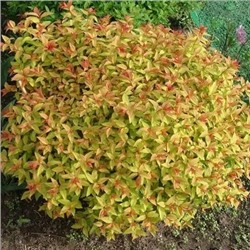 Спирея японская Голдфлейм Spirea japonica Goldflame контейнер 2л/3л