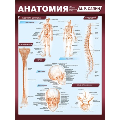 Анатомия. Самая компактная анатомическая таблица Наглядные пособия. Учебник Сапин 2023