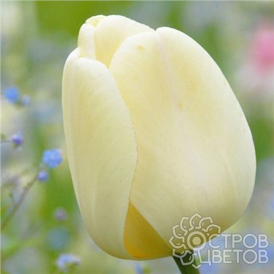 Тюльпан Ivory Floradale