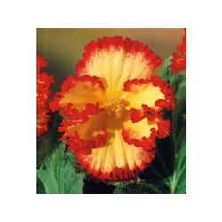 Бегония криспа желто-красная (Begonia Crispa yellow-red)