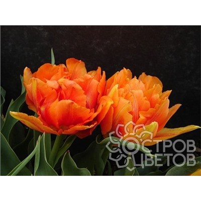 Тюльпан Willem van Orange