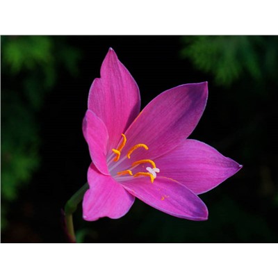 Зефирантес розовый (Zephyranthes rosea) 10шт