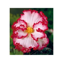 Бегония криспа бело-красная (Begonia Crispa white-red)