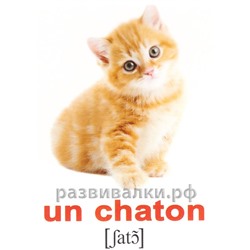 Французские карточки "Домашние животные"